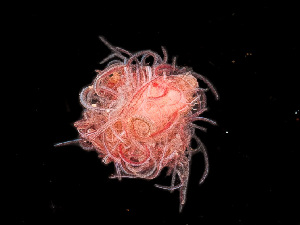  ( - HMSC174-00020)  @11 [ ] CreativeCommons - Attribution Non-Commercial Share-Alike (2023) Unspecified Huntsman Marine Science Centre
