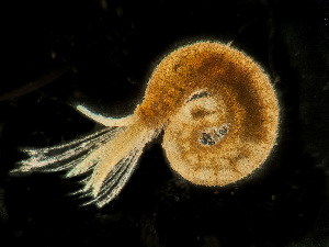  ( - HMSC174-00124)  @11 [ ] by-nc-sa  Unspecified Huntsman Marine Science Centre