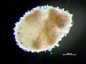  (Sphaerodoridium minutum - HMSC174-00140)  @11 [ ] by-nc-sa  Unspecified Huntsman Marine Science Centre