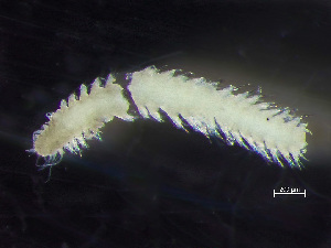  ( - HMSC174-00388)  @11 [ ] by-nc-sa  Unspecified Huntsman Marine Science Centre