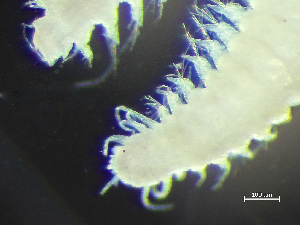  ( - HMSC174-00392)  @11 [ ] by-nc-sa  Unspecified Huntsman Marine Science Centre