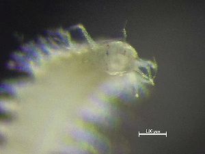  ( - HMSC174-00393)  @11 [ ] by-nc-sa  Unspecified Huntsman Marine Science Centre