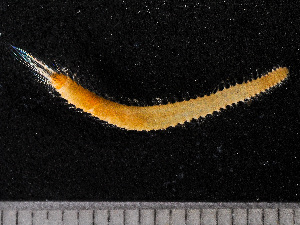  ( - HMSC174-00587)  @11 [ ] by-nc-sa  Unspecified Huntsman Marine Science Centre