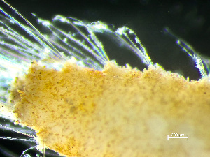  ( - HMSC174-00587)  @11 [ ] by-nc-sa  Unspecified Huntsman Marine Science Centre