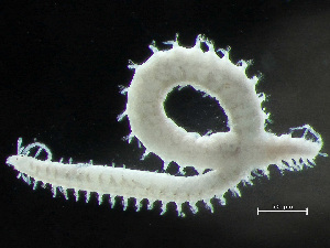  (Streptosyllis - HMSC174-00755)  @11 [ ] by-nc-sa  Unspecified Huntsman Marine Science Centre