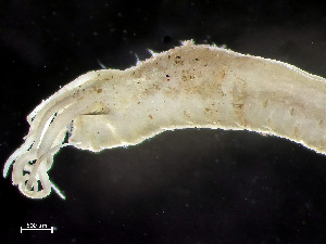  ( - HMSC174-00796)  @11 [ ] by-nc-sa  Unspecified Huntsman Marine Science Centre