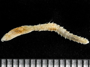  ( - HMSC174-00797)  @11 [ ] by-nc-sa  Unspecified Huntsman Marine Science Centre