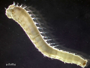  ( - HMSC174-00812)  @11 [ ] CreativeCommons - Attribution Non-Commercial Share-Alike (2023) Unspecified Huntsman Marine Science Centre