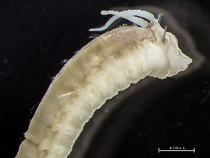  ( - HMSC174-00812)  @11 [ ] by-nc-sa  Unspecified Huntsman Marine Science Centre