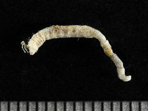  ( - HMSC174-00813)  @11 [ ] CreativeCommons - Attribution Non-Commercial Share-Alike (2023) Unspecified Huntsman Marine Science Centre