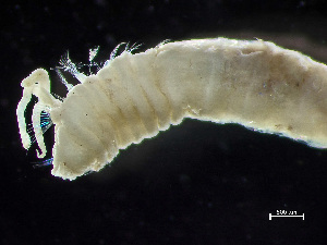  ( - HMSC174-00813)  @11 [ ] by-nc-sa  Unspecified Huntsman Marine Science Centre