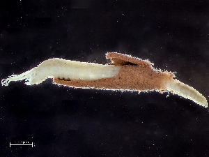  ( - HMSC174-00814)  @11 [ ] by-nc-sa  Unspecified Huntsman Marine Science Centre