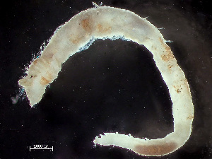  ( - HMSC174-00815)  @11 [ ] by-nc-sa  Unspecified Huntsman Marine Science Centre