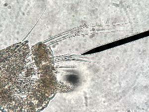  ( - HMSC174-00860)  @11 [ ] by-nc-sa  Unspecified Huntsman Marine Science Centre