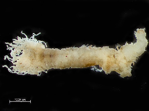  (Trichobranchus glacialis - HMSC174-00989)  @11 [ ] CreativeCommons - Attribution Non-Commercial Share-Alike (2023) Unspecified Huntsman Marine Science Centre