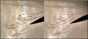  ( - HMSC174-01610)  @11 [ ] by-nc-sa  Unspecified Huntsman Marine Science Centre