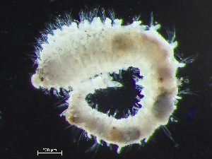  ( - HMSC174-01611)  @11 [ ] CreativeCommons - Attribution Non-Commercial Share-Alike (2023) Unspecified Huntsman Marine Science Centre