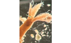  ( - HMSC174-03591)  @11 [ ] CreativeCommons - Attribution Non-Commercial Share-Alike (2025) Unspecified Huntsman Marine Science Centre