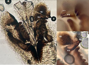  ( - HMSC174-00794)  @11 [ ] CreativeCommons - Attribution Non-Commercial Share-Alike (2025) Unspecified Huntsman Marine Science Centre