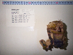  (Ancorinidae - DY081_0341)  @11 [ ] CreativeCommons - Attribution Share-Alike (2025) Unspecified Huntsman Marine Science Centre