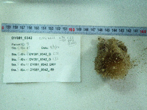  ( - DY081_0342)  @11 [ ] CreativeCommons - Attribution Share-Alike (2025) Unspecified Huntsman Marine Science Centre