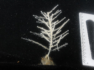  (Cladorhiza abyssicola - DY081_0838)  @11 [ ] CreativeCommons - Attribution Share-Alike (2025) Unspecified Huntsman Marine Science Centre
