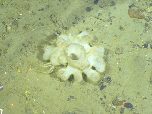  ( - DY081_0849)  @11 [ ] CreativeCommons - Attribution Share-Alike (2025) Unspecified Huntsman Marine Science Centre
