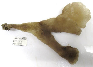  ( - ARC81481)  @11 [ ] Unspecified (default): All Rights Reserved  Fisheries and Oceans Canada Unspecified