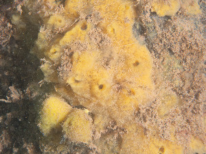  ( - GM2024_14)  @11 [ ] CreativeCommons - Attribution Share-Alike (2025) Unspecified Huntsman Marine Science Centre