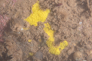  (Aplysilla sulfurea - GM2024_32)  @11 [ ] CreativeCommons - Attribution Share-Alike (2025) Unspecified Huntsman Marine Science Centre