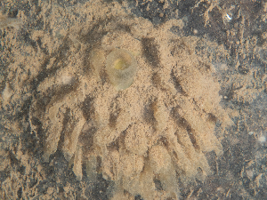  (Sphaerotylus borealis - HMSC174_02493)  @11 [ ] CreativeCommons - Attribution Share-Alike (2025) Unspecified Huntsman Marine Science Centre