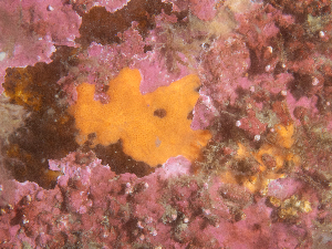  (Crellomima derma - HMSC174_02603)  @11 [ ] CreativeCommons - Attribution Share-Alike (2025) Unspecified Huntsman Marine Science Centre