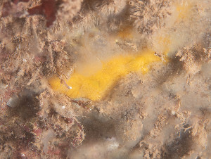 ( - HMSC174_01676)  @11 [ ] Unspecified (default): All Rights Reserved  Huntsman Marine Science Centre Unspecified