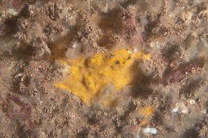  ( - HMSC174_01677)  @11 [ ] Unspecified (default): All Rights Reserved  Huntsman Marine Science Centre Unspecified