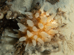  ( - HMSC174_02741)  @11 [ ] CreativeCommons - Attribution Share-Alike (2024) Unspecified Huntsman Marine Science Centre