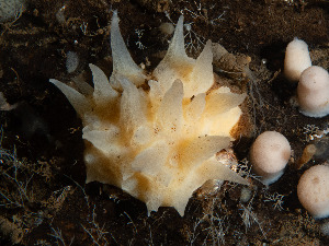  ( - HMSC174_02747)  @11 [ ] CreativeCommons - Attribution Share-Alike (2024) Unspecified Huntsman Marine Science Centre