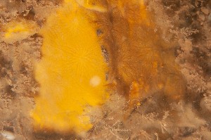  ( - ARC81685)  @11 [ ] Unspecified (default): All Rights Reserved  Huntsman Marine Science Centre Unspecified