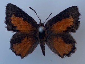  ( - JD-11313SA)  @11 [ ] CreativeCommons - Attribution Non-Commercial Share-Alike (2019) Jeremy Dobson Unspecified