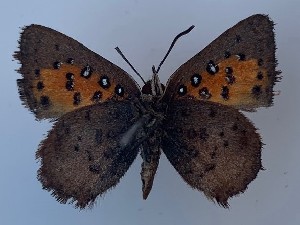  ( - JD-11313SA)  @11 [ ] CreativeCommons - Attribution Non-Commercial Share-Alike (2019) Jeremy Dobson Unspecified