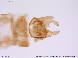  (Thienemanniella sp. 1TE - ATNA235)  @13 [ ] CreativeCommons - Attribution Non-Commercial Share-Alike (2013) NTNU Museum of Natural History and Archaeology NTNU Museum of Natural History and Archaeology