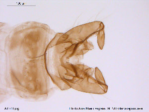  (Eukiefferiella devonica - ATNA241)  @13 [ ] CreativeCommons - Attribution Non-Commercial Share-Alike (2013) NTNU Museum of Natural History and Archaeology NTNU Museum of Natural History and Archaeology