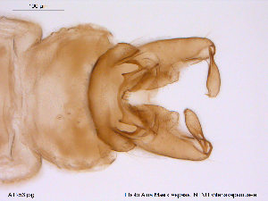  (Eukiefferiella dittmari - ATNA256)  @13 [ ] CreativeCommons - Attribution Non-Commercial Share-Alike (2013) NTNU Museum of Natural History and Archaeology NTNU Museum of Natural History and Archaeology