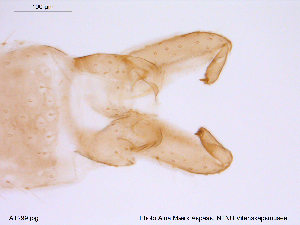  (Orthocladius sp. 8TE - ATNA299)  @12 [ ] CreativeCommons - Attribution Non-Commercial Share-Alike (2013) NTNU Museum of Natural History and Archaeology NTNU Museum of Natural History and Archaeology