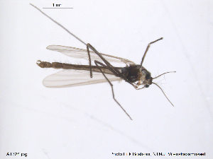  ( - ATNA324)  @12 [ ] CreativeCommons - Attribution Non-Commercial Share-Alike (2013) NTNU Museum of Natural History and Archaeology NTNU Museum of Natural History and Archaeology