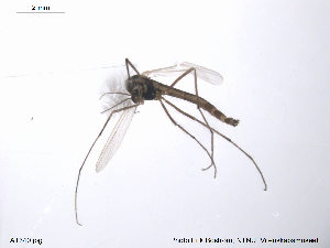  (Chironomus sp. 10TE - ATNA340)  @13 [ ] CreativeCommons - Attribution Non-Commercial Share-Alike (2013) NTNU Museum of Natural History and Archaeology NTNU Museum of Natural History and Archaeology