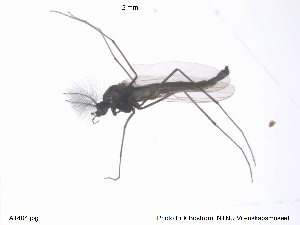  ( - ATNA404)  @12 [ ] CreativeCommons - Attribution Non-Commercial Share-Alike (2013) NTNU Museum of Natural History and Archaeology NTNU Museum of Natural History and Archaeology