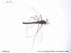  ( - ATNA405)  @12 [ ] CreativeCommons - Attribution Non-Commercial Share-Alike (2013) NTNU Museum of Natural History and Archaeology NTNU Museum of Natural History and Archaeology