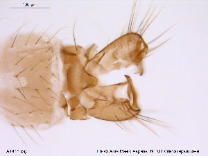  (Limnophyes habilis - ATNA414)  @13 [ ] CreativeCommons - Attribution Non-Commercial Share-Alike (2013) NTNU Museum of Natural History and Archaeology NTNU Museum of Natural History and Archaeology