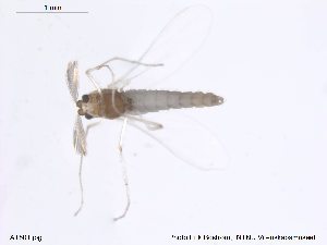  (Eukiefferiella ilkleyensis - ATNA501)  @13 [ ] CreativeCommons - Attribution Non-Commercial Share-Alike (2013) NTNU Museum of Natural History and Archaeology NTNU Museum of Natural History and Archaeology