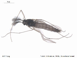  (Chaetocladius dissipatus - ATNA510)  @13 [ ] CreativeCommons - Attribution Non-Commercial Share-Alike (2013) NTNU Museum of Natural History and Archaeology NTNU Museum of Natural History and Archaeology